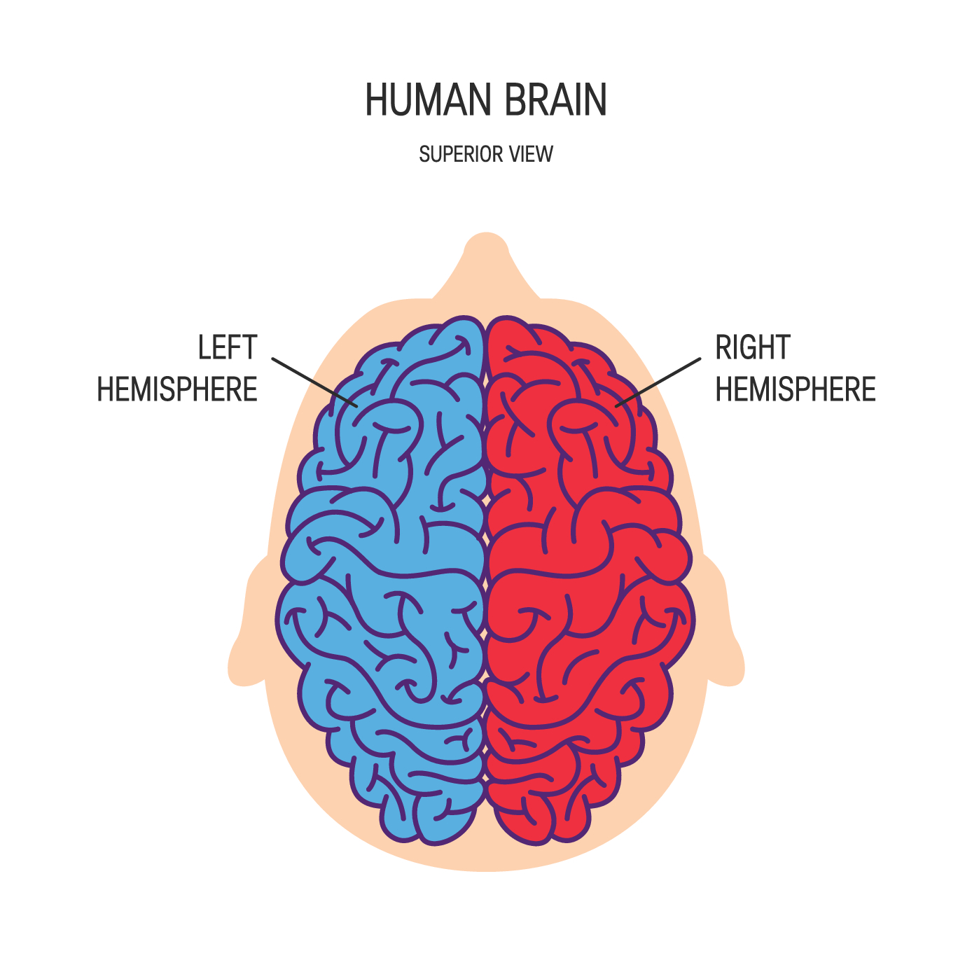 Hemispheres-of-brain-from-above