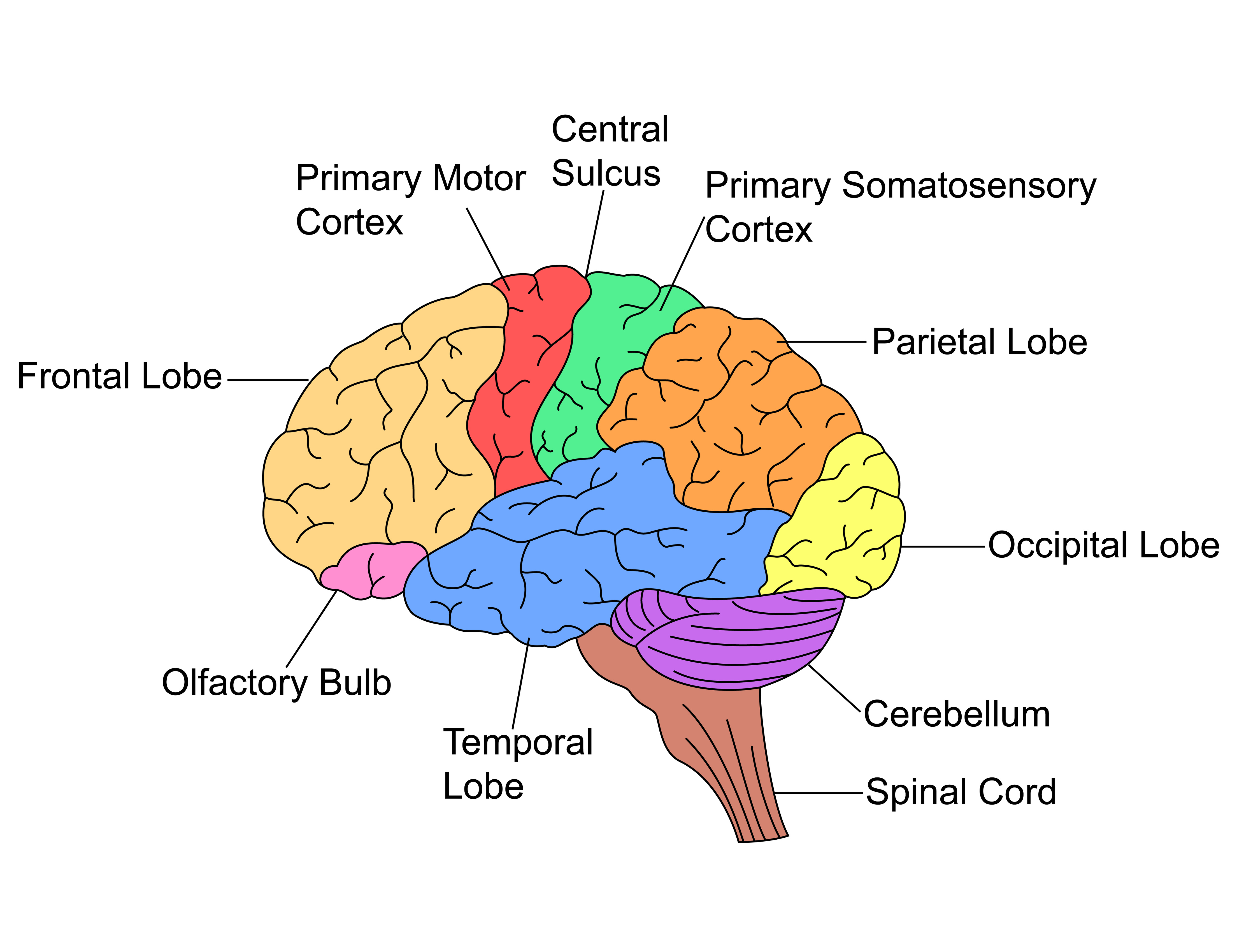 LH-side-view-of-brain-with-labels