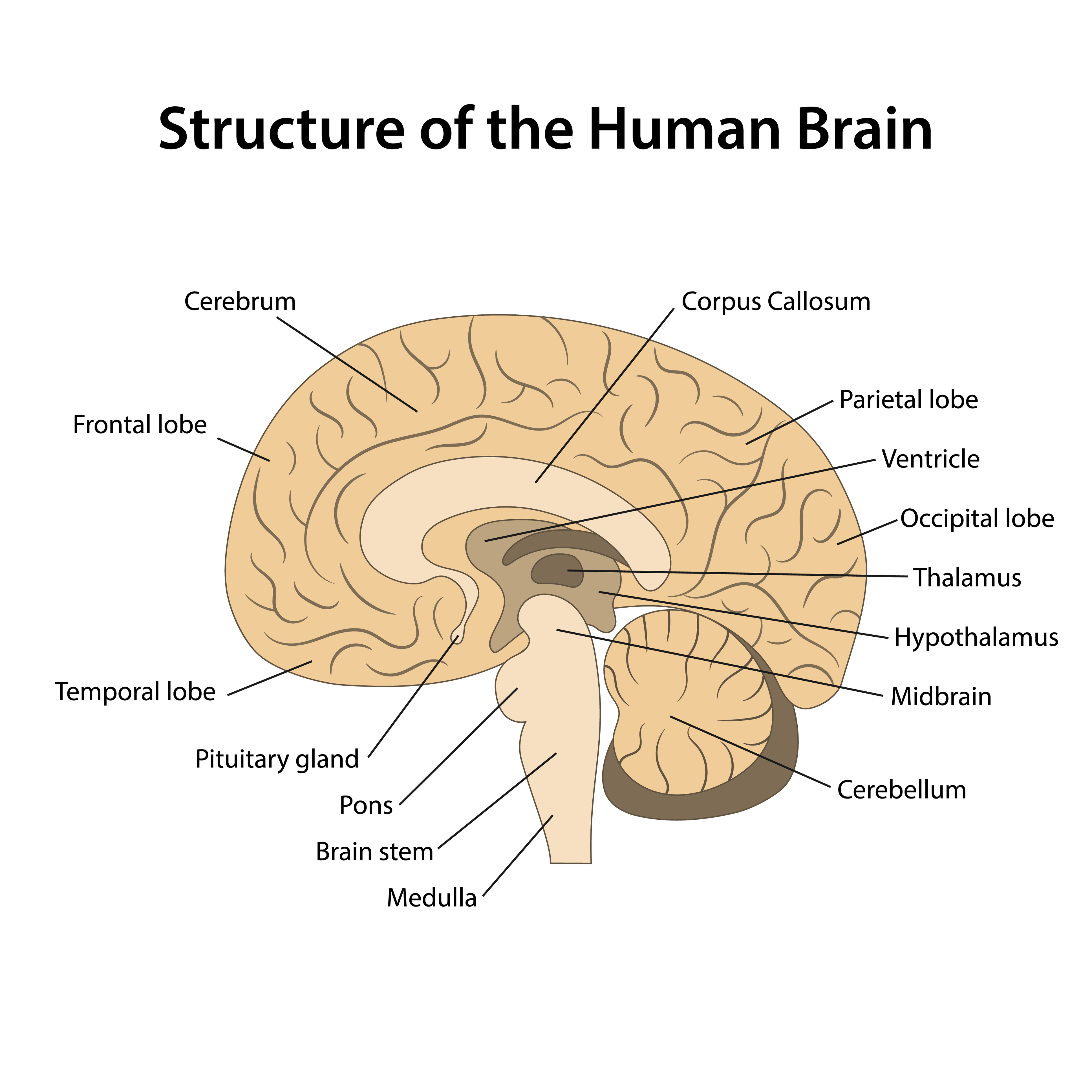 Saggital-section-showing-Inner-structure-of-the-brain