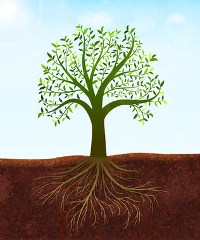 An image of a tree and root system