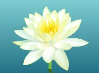 The fullness of life illustrated by a beautiful white and yellow Lotus flower.